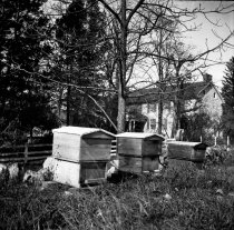 Beehives at Pidgeon farm